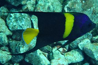 Pomacanthus asfur - Halbmond-Kaiserfisch (Grauer Kaiser)
